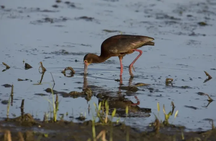 Framed Print : White-faced Ibis (Plegadis chihi) adult, breeding plumage, feeding in shallow water of slough, North Dakota, U. S. A. july