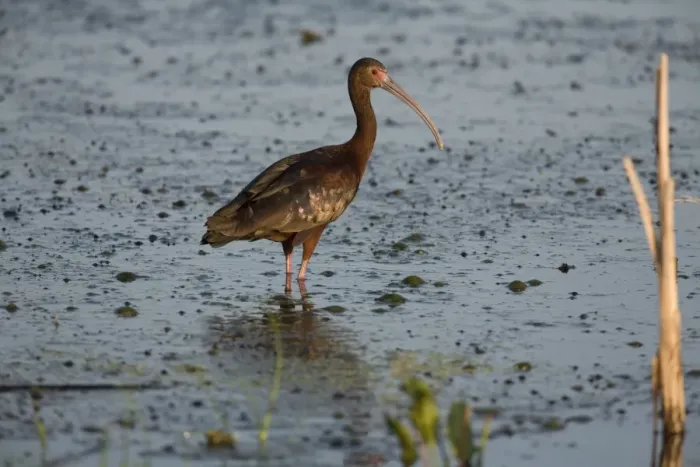 Framed Print : White-faced Ibis (Plegadis chihi) adult, breeding plumage, standing in shallow water of slough, North Dakota, U. S. A. july