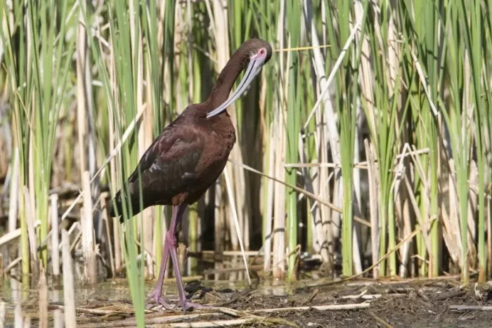 Framed Print : White-faced Ibis (Plegadis chihi) adult, breeding plumage, preening, North Dakota, U. S. A. June Framed Print : White-faced Ibis (Plegadis chihi) adult, breeding plumage, preening, North Dakota, U. S. A. June