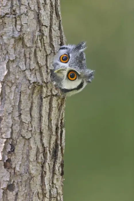 Framed Print : White-faced Scops-owl (Otus leucotis) adult, looking out from hole in tree trunk (captive) Framed Print : White-faced Scops-owl (Otus leucotis) adult, looking out from hole in tree trunk (captive)