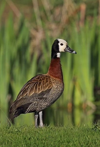 White-faced Whistling-duck (Dendrocygna viduata) adult, presumed escape from collection, standing on grass beside pond