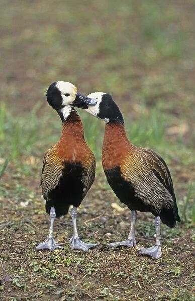 White-faced Whistling-duck (Dendrocygna viduata) adult pair, courtship preening