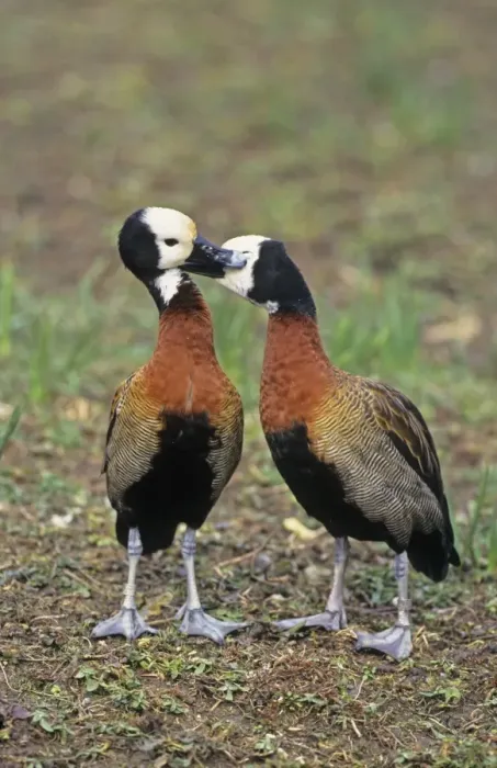 Framed Print : White-faced Whistling-duck (Dendrocygna viduata) adult pair, courtship preening