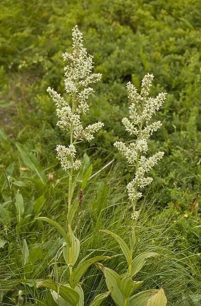 White False Helleborine (Veratrum album) flowering, growing in high pasture, Auvergne, France, August