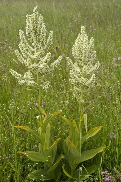 Framed Print : White False Helleborine (Veratrum album) flowering, growing in pasture, Carpathians, Romania, June