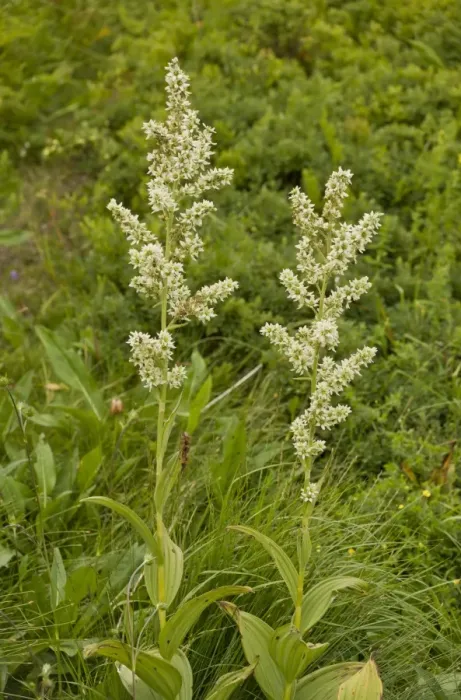 Framed Print : White False Helleborine (Veratrum album) flowering, growing in high pasture, Auvergne, France, August Framed Print : White False Helleborine (Veratrum album) flowering, growing in high pasture, Auvergne, France, August