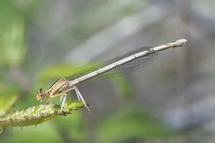 Framed Print : White Featherleg Damselfly (Platycnemis latipes) adult female, resting on leaf, Reserve Naturelle Coussouls de Crau Framed Print : White Featherleg Damselfly (Platycnemis latipes) adult female, resting on leaf, Reserve Naturelle Coussouls de Crau