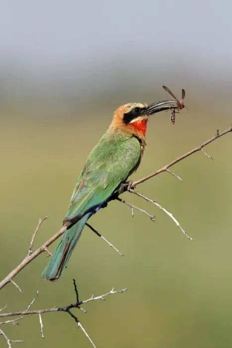 Framed Print : White-fronted Bee-eater (Merops bullockoides) adult, with ichneumon wasp in beak, perched on twig, Okavango Delta, Botswana