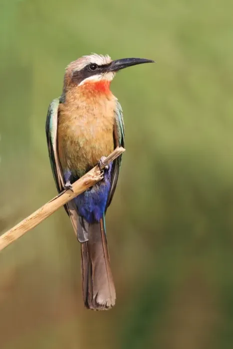 Framed Print : White-fronted Bee-eater (Merops bullockoides) adult, perched on reed stem, Okavango Delta, Botswana