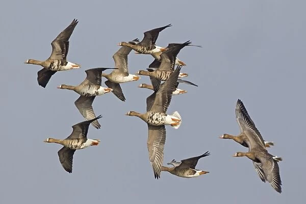 White-fronted Goose (Anser albifrons albifrons) twelve adults, in flight, Slimbridge, Gloucestershire, England, March