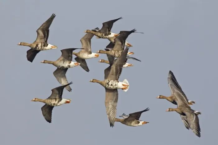 Framed Print : White-fronted Goose (Anser albifrons albifrons) twelve adults, in flight, Slimbridge, Gloucestershire, England, March Framed Print : White-fronted Goose (Anser albifrons albifrons) twelve adults, in flight, Slimbridge, Gloucestershire, England, March