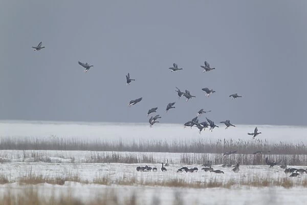 White-fronted Goose (Anser albifrons) flock, in flight, landing on snow covered grazing marsh habitat, Suffolk