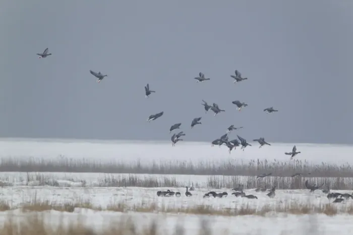 Framed Print : White-fronted Goose (Anser albifrons) flock, in flight, landing on snow covered grazing marsh habitat, Suffolk