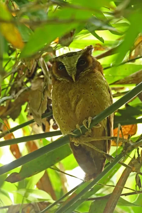 Framed Print : White-fronted Scops-owl (Otus sagittatus) adult, roosting in bamboo, Kaeng Krachan N. P. Thailand, May Framed Print : White-fronted Scops-owl (Otus sagittatus) adult, roosting in bamboo, Kaeng Krachan N. P. Thailand, May
