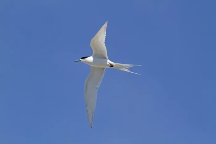 Framed Print : White-fronted Tern (Sterna striata) adult, breeding plumage, in flight, Kaikoura, South Island, New Zealand, november Framed Print : White-fronted Tern (Sterna striata) adult, breeding plumage, in flight, Kaikoura, South Island, New Zealand, november