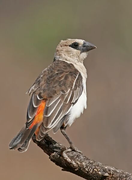 White-headed Buffalo Weaver (Dinemellia dinemelli) adult, perched on branch, Kenya