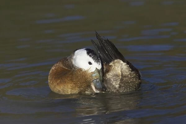 White-headed Duck (Oxyura leucocephala) adult male, preening on water, Arundel W. W. T. (captive)