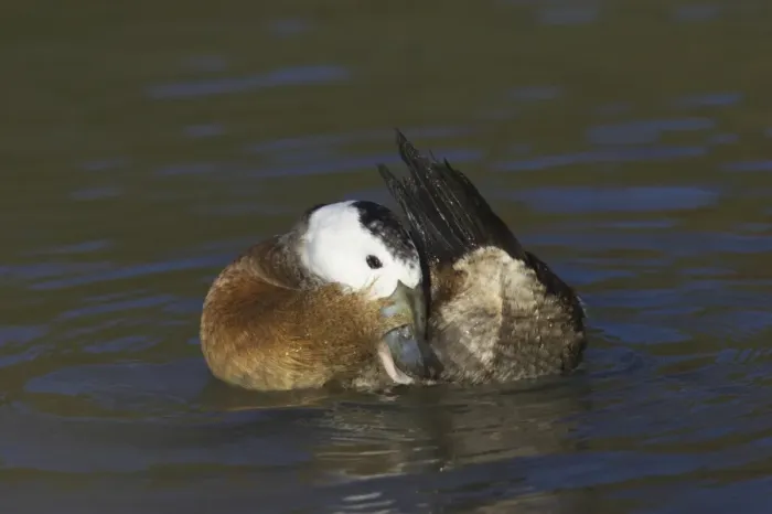 Framed Print : White-headed Duck (Oxyura leucocephala) adult male, preening on water, Arundel W. W. T. (captive)