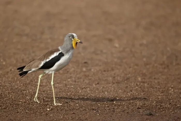 Framed Print : White-headed Lapwing (Vanellus albiceps) adult, walking on sandy riverbank, Niokolo-Koba, Senegal, january Framed Print : White-headed Lapwing (Vanellus albiceps) adult, walking on sandy riverbank, Niokolo-Koba, Senegal, january