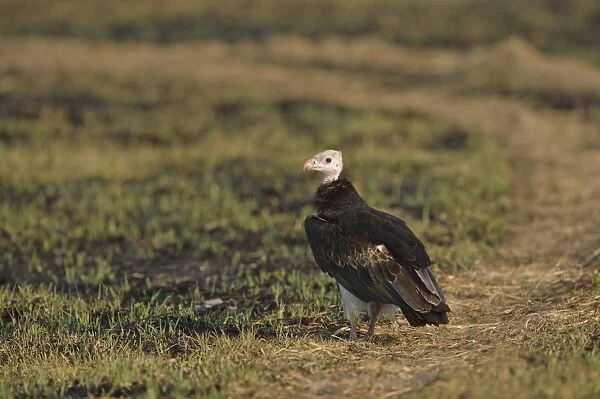 White-headed Vulture (Trigonoceps occipitalis) adult, standing on ground, Kafue N. P. Zambia, September