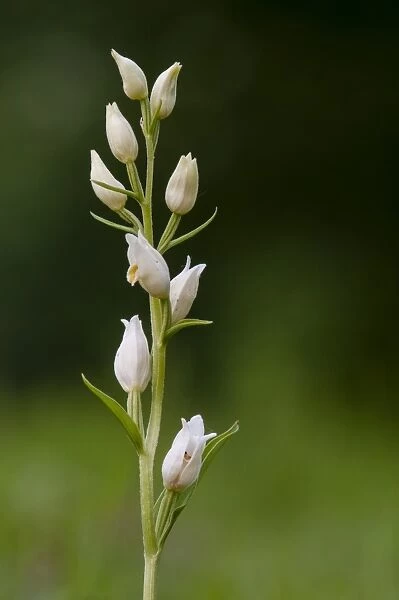 White Helleborine (Cephalanthera damasonium) close-up of flowerspike, Kent, England, May