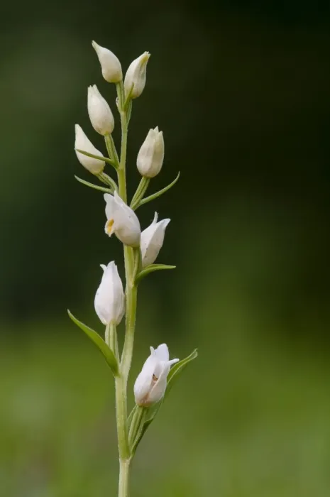 Framed Print : White Helleborine (Cephalanthera damasonium) close-up of flowerspike, Kent, England, May