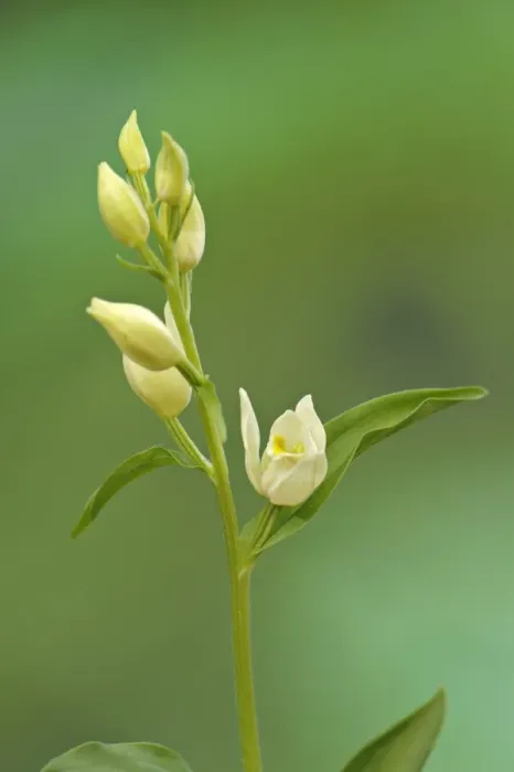 Framed Print : White Helleborine (Cephalanthera damasonium) flowering, Italy, june Framed Print : White Helleborine (Cephalanthera damasonium) flowering, Italy, june