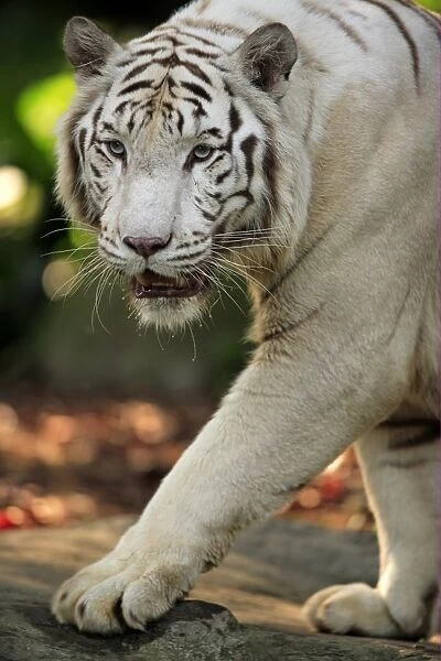White Indian Tiger (Panthera tigris tigris) close-up of adult, walking
