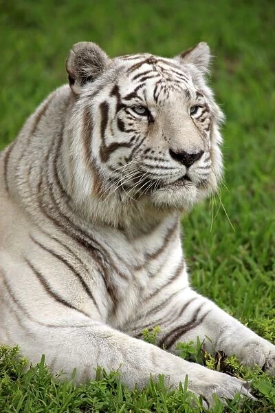White Indian Tiger (Panthera tigris tigris) adult, close-up of head, captive