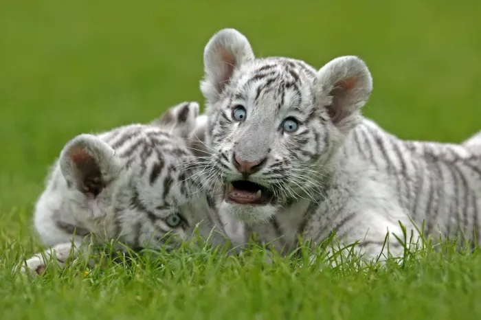 Framed Print : White Indian Tiger (Panthera tigris tigris) two cubs, resting on grass, captive