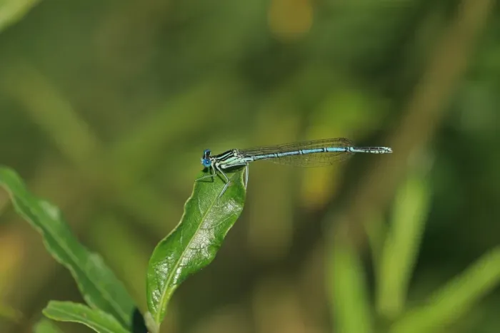 Framed Print : White-legged Damselfly (Platycnemis pennipes) adult male, resting on leaf, Brittany, France, August Framed Print : White-legged Damselfly (Platycnemis pennipes) adult male, resting on leaf, Brittany, France, August