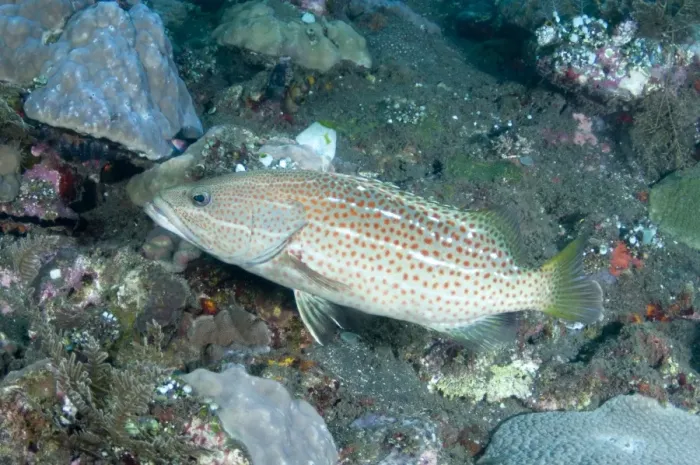 Framed Print : White-lined Grouper (Anyperodon leucogrammicus) adult, swimming inside shipwreck Framed Print : White-lined Grouper (Anyperodon leucogrammicus) adult, swimming inside shipwreck