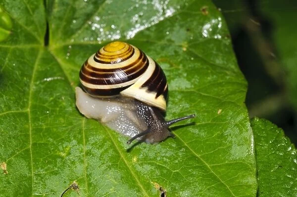 White-lipped Banded Snail (Cepaea hortensis) adult, crawling on wet leaf, Wicken Fen, Cambridgeshire, England, July