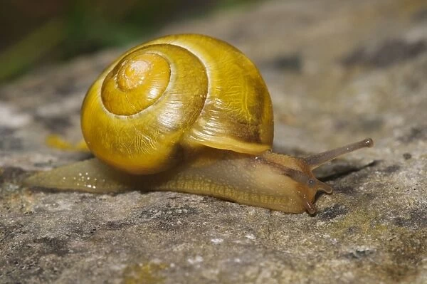 White-lipped Banded Snail (Cepaea hortensis) yellow form, adult, crawling over rock, South Stack Cliffs RSPB Reserve
