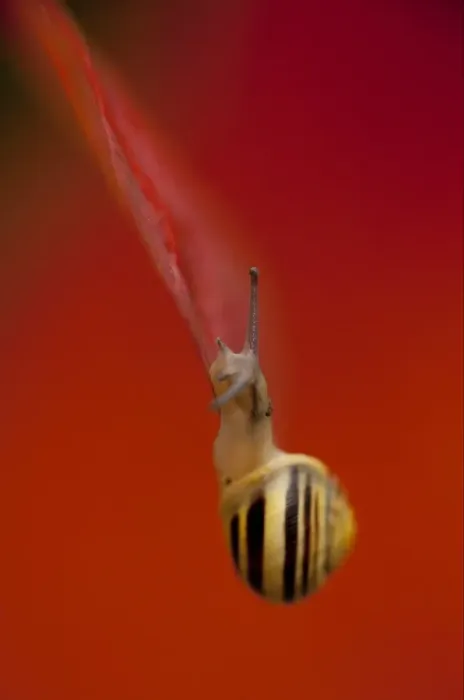 Framed Print : White-lipped Banded Snail (Cepaea hortensis) adult, on red autumn leaf, Sheffield, South Yorkshire, England, november