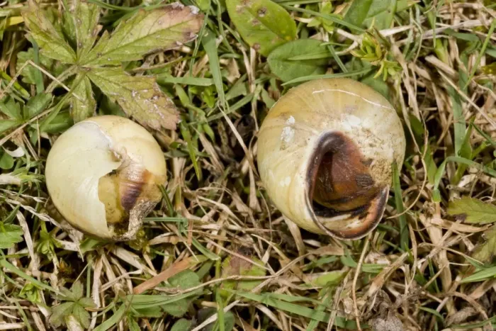 Framed Print : White-lipped Banded Snail (Cepaea hortensis) two dead adults, killed by Common Glow-worm (Lampyris noctiluca) Framed Print : White-lipped Banded Snail (Cepaea hortensis) two dead adults, killed by Common Glow-worm (Lampyris noctiluca)