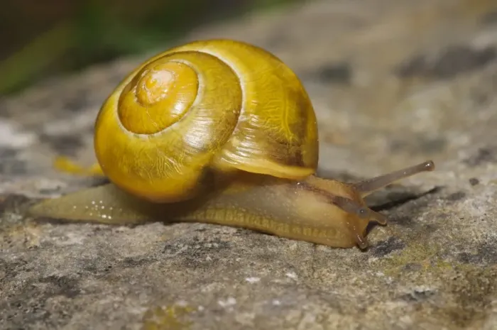 Framed Print : White-lipped Banded Snail (Cepaea hortensis) yellow form, adult, crawling over rock, South Stack Cliffs RSPB Reserve Framed Print : White-lipped Banded Snail (Cepaea hortensis) yellow form, adult, crawling over rock, South Stack Cliffs RSPB Reserve