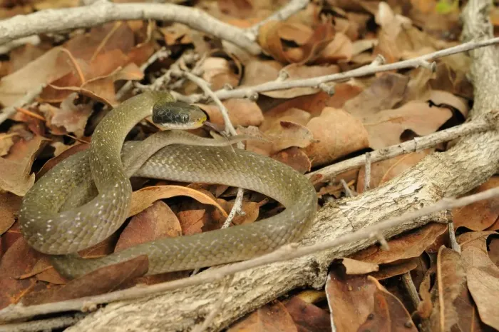 Framed Print : White-lipped Herald Snake (Crotaphopeltis hotamboeia) adult, flicking forked tongue, coiled on leaf litter, Ruaha N. P Framed Print : White-lipped Herald Snake (Crotaphopeltis hotamboeia) adult, flicking forked tongue, coiled on leaf litter, Ruaha N. P