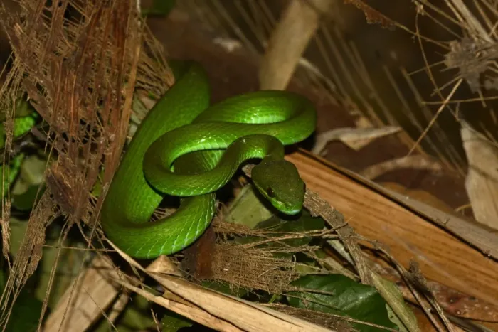 Framed Print : White-lipped Pitviper (Trimeresurus albolabris insularis) adult, resting amongst bamboo at night, Bali Framed Print : White-lipped Pitviper (Trimeresurus albolabris insularis) adult, resting amongst bamboo at night, Bali
