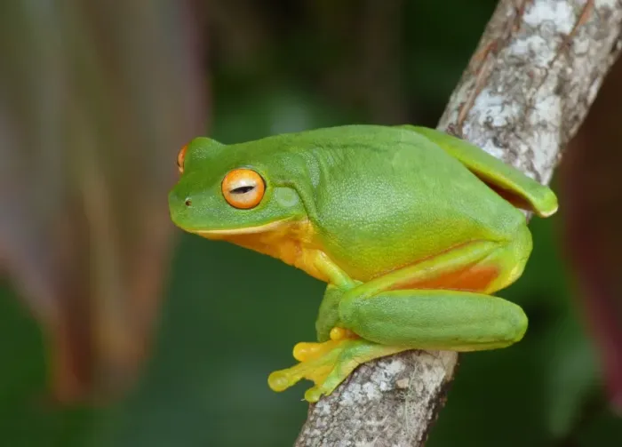 Framed Print : White-lipped Treefrog (Litoria infrafrenata) adult, clinging to branch, Atherton Tableland, Great Dividing Range Framed Print : White-lipped Treefrog (Litoria infrafrenata) adult, clinging to branch, Atherton Tableland, Great Dividing Range