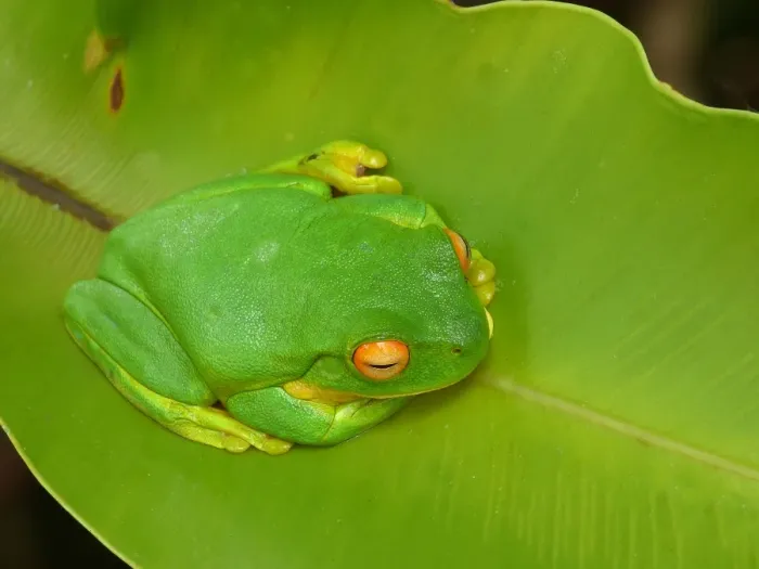 Framed Print : White-lipped Treefrog (Litoria infrafrenata) adult, resting on leaf, Atherton Tableland, Great Dividing Range Framed Print : White-lipped Treefrog (Litoria infrafrenata) adult, resting on leaf, Atherton Tableland, Great Dividing Range