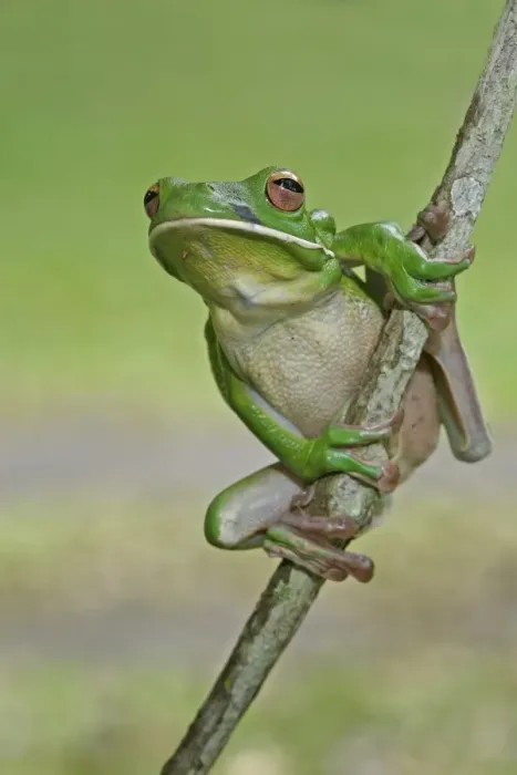 Framed Print : White-lipped Treefrog (Litoria infrafrenata) adult, on vine stem, Queensland, Australia Framed Print : White-lipped Treefrog (Litoria infrafrenata) adult, on vine stem, Queensland, Australia