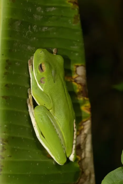 Framed Print : White-lipped Treefrog (Litoria infrafrenata) adult, resting on leaf, Queensland, Australia, November Framed Print : White-lipped Treefrog (Litoria infrafrenata) adult, resting on leaf, Queensland, Australia, November
