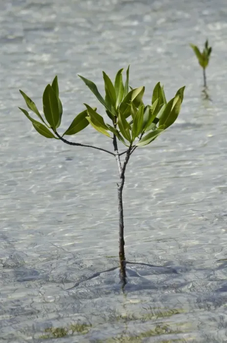 Framed Print : White Mangrove (Laguncularia racemosa) sapling, growing in tidal margin, Bonaire, Leeward Antilles, Lesser Antilles