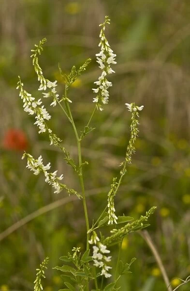 White Melilot (Melilotus alba) flowering, growing in arable field, Ranscombe Farm Nature Reserve, Kent, England, July