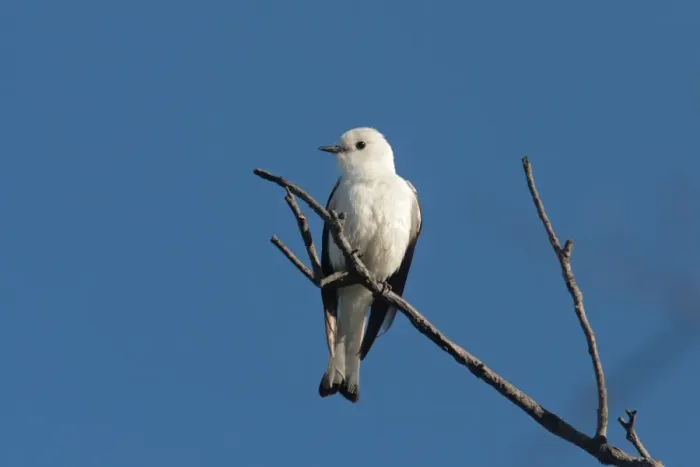 Framed Print : White Monjita (Xolmis irupero) adult, perched on twig, Colonia Carlos Pellegrini, Corrientes, Argentina, november Framed Print : White Monjita (Xolmis irupero) adult, perched on twig, Colonia Carlos Pellegrini, Corrientes, Argentina, november