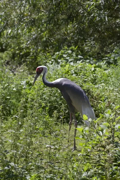 Framed Print : White naped Crane from Asia Framed Print : White naped Crane from Asia