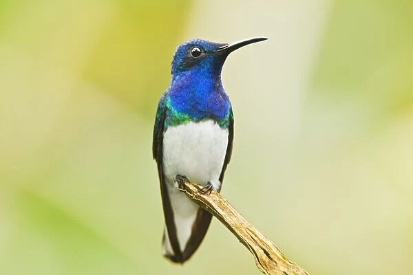 White-necked Jacobin (Florisuga mellivora) adult male, perched on twig in montane rainforest, Andes, Ecuador, November