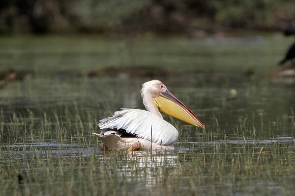 White Pelican at Lake Kerkini Northern Greece