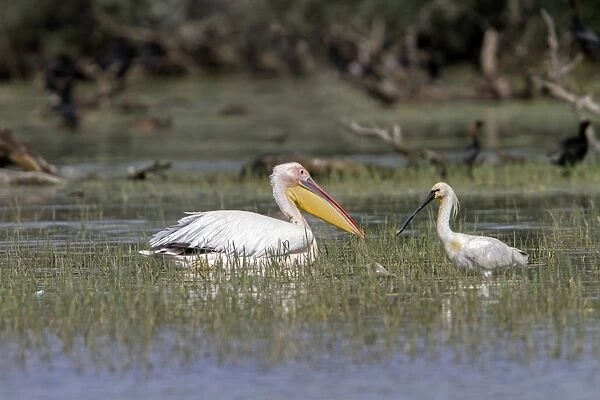 White Pelican with Spoonbill at Lake Kerkini Northern Greece
